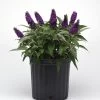 Chrysalis™ Purple Butterfly Bush