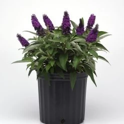 Chrysalis™ Purple Butterfly Bush