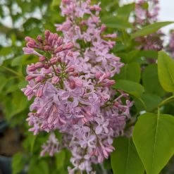Common Lilac