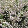 County Wicklow Heather -Garden Plant Store Healthy County Wicklow Heather 66858.1669050623