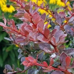 Crimson Cutie® Barberry