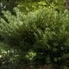 Duke Gardens Plum Yew -Garden Plant Store Healthy Duke Gardens Plum Yew 29386.1670030934