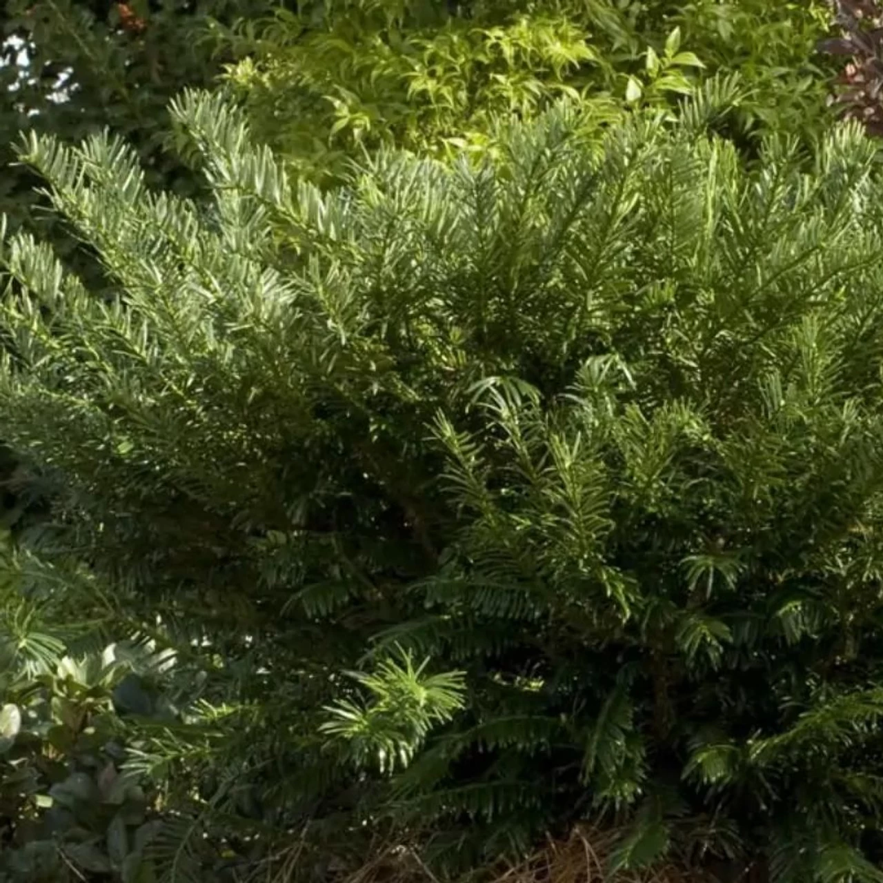 Duke Gardens Plum Yew 3 Duke Gardens Plum Yew