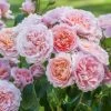 Eustacia Vye Rose -Garden Plant Store Healthy Eustacia Vye Rose 61770.1683346322