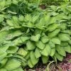 Gold Standard Hosta -Garden Plant Store Healthy Gold Standard Hosta 63703.1671144844