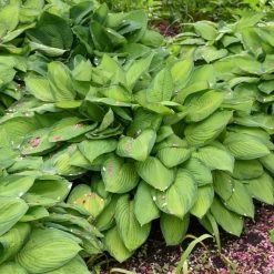 Gold Standard Hosta
