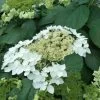 'Haas' Halo Hydrangea -Garden Plant Store Healthy Haas Halo Hydrangea 76612.1669050625