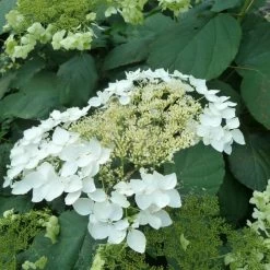 'Haas' Halo Hydrangea