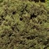 Hetz Midget Arborvitae -Garden Plant Store Healthy Hetz Midget Arborvitae 52502.1669050648