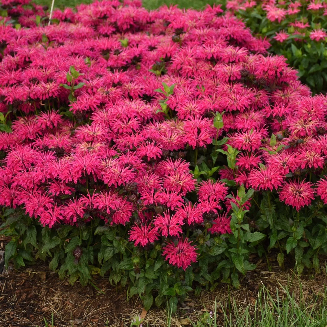 Leading Lady Razzberry Bee Balm 3 Leading Lady Razzberry Bee Balm