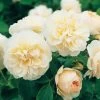 Lichfield Angel Rose -Garden Plant Store Healthy Lichfield Angel Rose 30020.1669883376