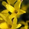 Magical® Gold Forsythia -Garden Plant Store Healthy Magical Gold Forsythia 39718.1666796091