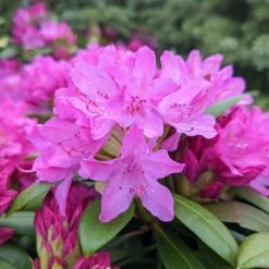 Pink Rosebay Rhododendron
