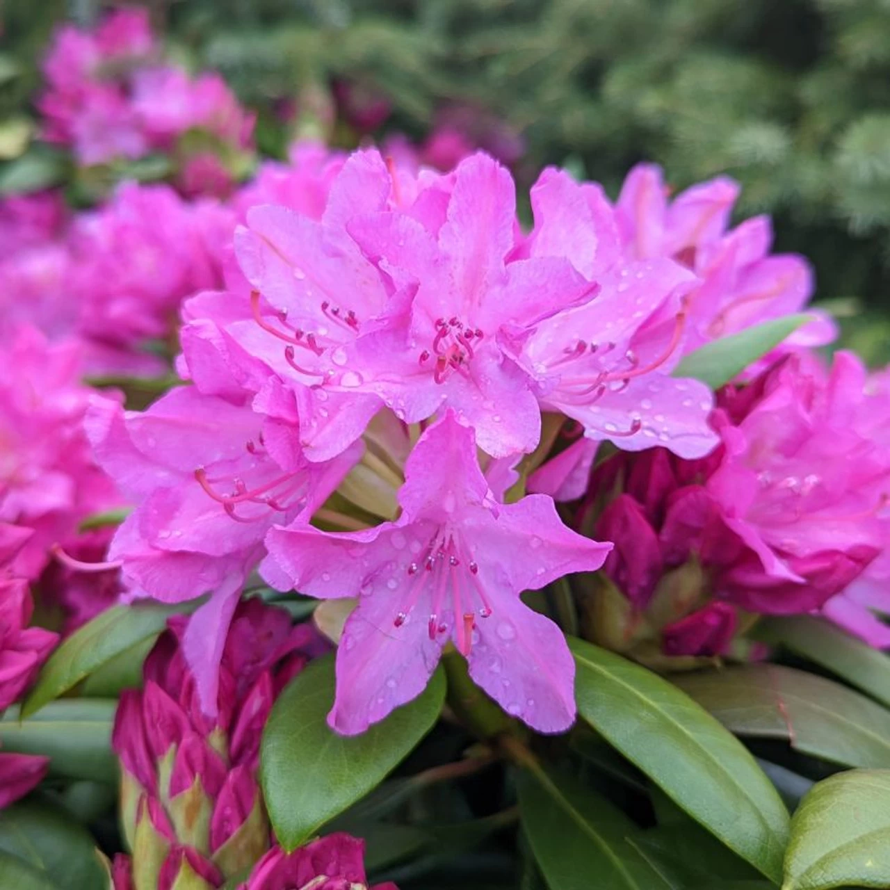 Pink Rosebay Rhododendron 3 Pink Rosebay Rhododendron