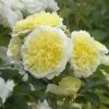 The PIlgrim Climbing Rose -Garden Plant Store Healthy Rosa The Pilgrim 33004.1676480066