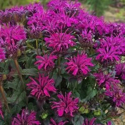 Sugar Buzz™ Rockin' Raspberry Bee Balm