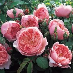 The Alnwick® Rose