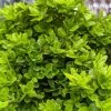 Tide Hill Boxwood -Garden Plant Store Healthy Tide Hill Boxwood 40512.1681266059