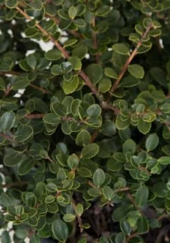 Helleri Holly -Garden Plant Store Helleri Holly foliage 43638.1640684448