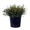 Helleri Holly -Garden Plant Store Helleri Holly in garden planter 54623.1640684458