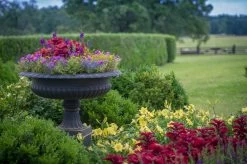 Rainbow Rhythm® Going Bananas Daylily -Garden Plant Store Hemerocallis Rainbow Rhythm Going Bananas Blooming in Landscape 05462.1551416727