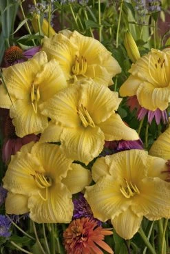 Rainbow Rhythm® Going Bananas Daylily -Garden Plant Store Hemerocallis Rainbow Rhythm Going Bananas Yellow Blooms 92832.1551416727