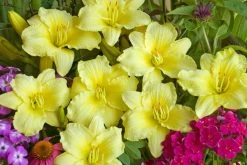 Rainbow Rhythm® Going Bananas Daylily -Garden Plant Store Hemerocallis Rainbow Rhythm Going Bananas Yellow Flowers 40836.1551416727