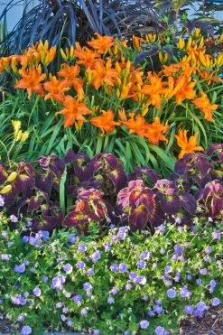 Rainbow Rhythm® Primal Scream Daylily -Garden Plant Store Hemerocallis Rainbow Rhythm Primal Scream in Landscape 64988.1551416730