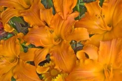 Rainbow Rhythm® Primal Scream Daylily -Garden Plant Store Hemerocallis Rainbow Rhythm Primal Scream with Orange Blooms 81693.1551416730