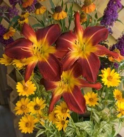 Rainbow Rhythm® Ruby Spider Daylily -Garden Plant Store Hemerocallis Ruby Spider Red Yellow Blooms 35707.1551416726