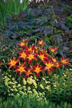Rainbow Rhythm® Ruby Spider Daylily -Garden Plant Store Hemerocallis Ruby Spider in Landscape 80557.1551416726