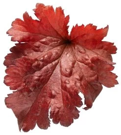 Dolce® Cherry Truffles Coral Bells -Garden Plant Store Heuchera Dolce Cherry Truffles Red Foliage 07503.1551416732