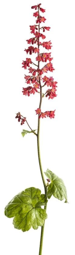 Dolce® Spearmint Coral Bells -Garden Plant Store Heuchera Dolce Spearmint Pink Flower 59174.1551416732