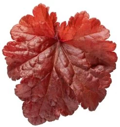 Primo® Mahogany Monster Coral Bells -Garden Plant Store Heuchera Primo Mahogany Monster Foliage Up Close 55970.1551416735