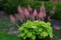 Primo® Pretty Pistachio Coral Bells -Garden Plant Store Heuchera Primo Pretty Pistachio Blooming in Landscape 32626.1551416726