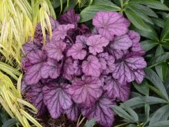 Primo® Wild Rose Coral Bells -Garden Plant Store Heuchera Primo Wild Rose in Landscae 68065.1551416734