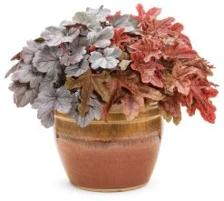 Fun And Games® Red Rover Foamy Bells -Garden Plant Store Heucherella Fun and Games Red Rover in Container 35780.1551416727