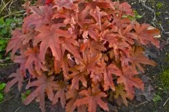 Fun And Games® Red Rover Foamy Bells -Garden Plant Store Heucherella Fun and Games Red Rover with Red Foliage 94318.1551416727