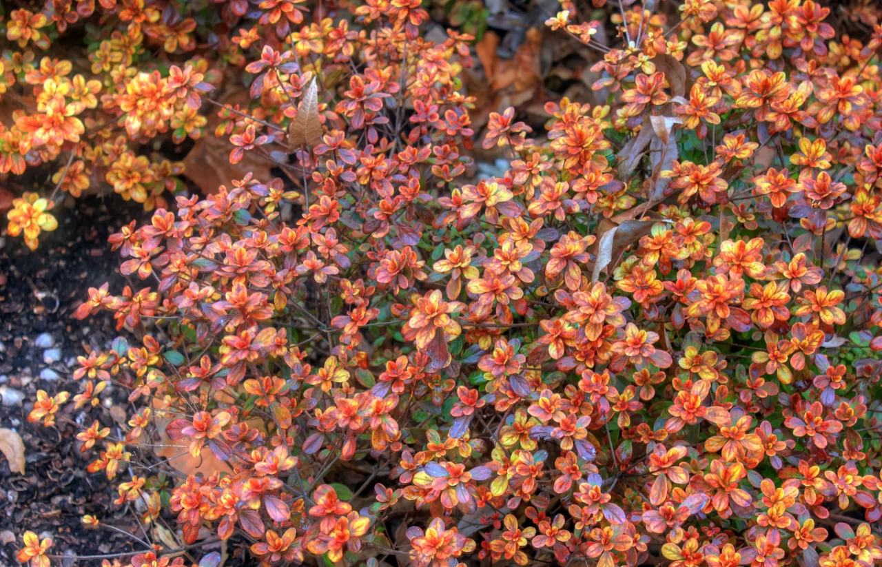 Hino-Crimson Azalea 4 Hino-Crimson Azalea - Image 2