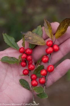 Little Goblin® Red Winterberry Holly -Garden Plant Store Holding Little Goblin Red Winterberry Holly 36946.1523141135