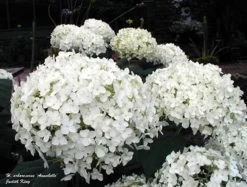 Annabelle Hydrangea -Garden Plant Store Hydrangea arborescens Annabell White Blooms 18576.1683128580