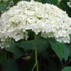 Annabelle Hydrangea