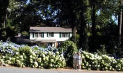 Annabelle Hydrangea -Garden Plant Store Hydrangea arborescens Annabell White Flowering Hedge 03110.1683128580