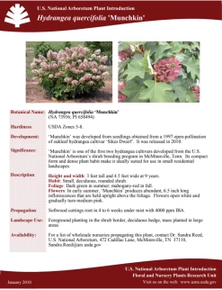 Munchkin Oakleaf Hydrangea -Garden Plant Store Hydrangea quercifolia Munchkin Plant Facts 15210.1692737808