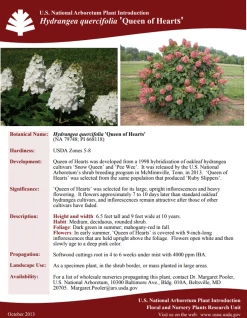 Queen Of Hearts Oakleaf Hydrangea -Garden Plant Store Hydrangea quercifolia Queen of Hearts Plant Facts 94496.1692738206