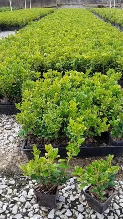Dwarf Burford Holly -Garden Plant Store Ilex Dwarf Burfordi 3 Liner 81641.1501679181