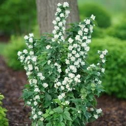 Illuminati Tower® Mock Orange