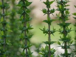 Illuminati Tower® Mock Orange -Garden Plant Store Illuminati Tower Mock Orange flower buds 76668.1651248036