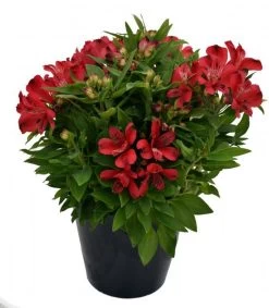 Inca Lolly™ Peruvian Lily -Garden Plant Store Inca Lolly 0 56700.1648093747