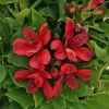 Inca Lolly™ Peruvian Lily -Garden Plant Store Inca Lolly Peruvian Lily flower closeup 46999.1644201018